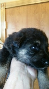 Black and tan female german shepherd puppy for sale