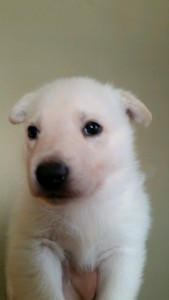 Burgin_Snowcloud_german_shepherd_puppy-for_sale_white_male2_4_weeks_old
