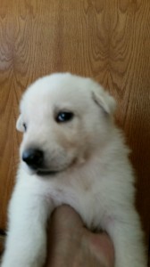 White Female puppy for sale
