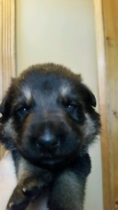 Shepherd Puppy Black and Tan Female Livingston Montana Sold