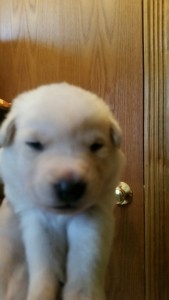 Shepherd Puppy White Female2 Livingston Montana Sold
