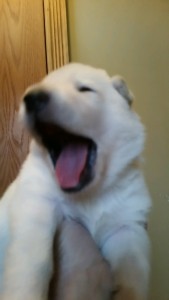 Shepherd Puppy White Male Livingston Montana For Sale