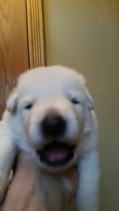 Shepherd Puppy White Male2 Livingston Montana For Sale
