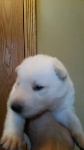 Shepherd Puppy White Male3 Livingston Montana For Sale