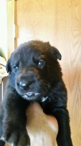 Black female german shepherd puppy for sale