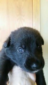 Black male german shepherd puppy for sale
