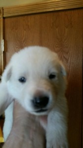White female german shepherd puppy #2 for sale