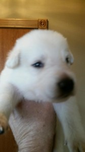 White male german shepherd puppy for sale