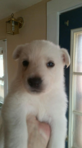 white female #2 german shepherd puppy for sale four weeks old