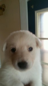 white female 4 german shepherd puppy for sale four weeks old