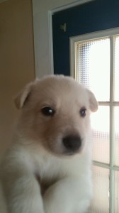 white female 5 german shepherd puppy for sale four weeks old