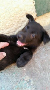 Black Female, Snowcloud German Shepherd Puppy, 5 weeks old, for sale