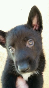 Black Male, Snowcloud German Shepherd Puppy, 5 weeks old, sold