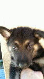 Black-and-tan-Female-Snowcloud-German-Shepherd-Puppy-5-weeks-old-Sold