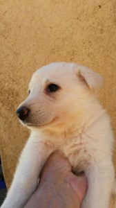 White female, Snowcloud German Shepherd Puppy, 5 weeks old, for sale
