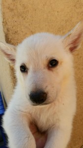 White male, Snowcloud German Shepherd Puppy, 5 weeks old, for sale