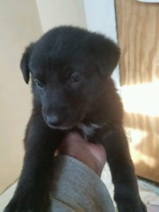 May 17, 2016: Black Female #1 Snowcloud German Shepherd Puppy Sold Bozeman