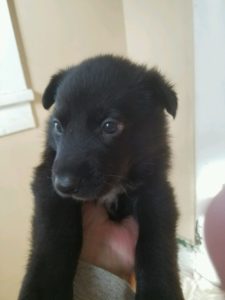 May 17, 2016: Black Male Snowcloud German Shepherd Puppy Sold Bozeman