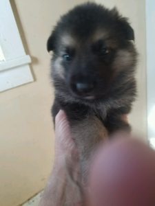 May 17, 2016: Black and Tan Male Snowcloud German Shepherd Puppy Sold