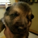 Black and tan male sold