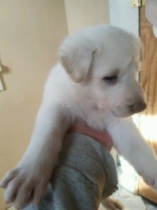 May 17, 2016: White Male #1 Snowcloud German Shepherd Puppy Sold