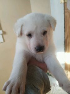 May 17, 2016: White Male #2 Snowcloud German Shepherd Puppy Sold