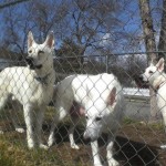 Bear, Tink & Isi