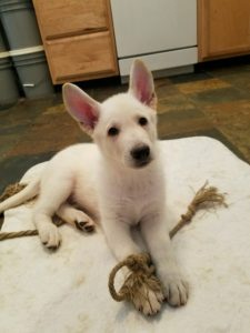 German Shepherd Puppy for Sale- 8 week old male