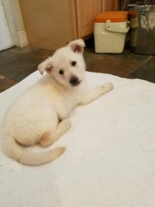 burgin-sonwcloud-german-shepherd-white-male-puppy-for-sale-6-weeks-old