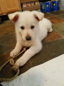 burgin-sonwcloud-german-shepherd-white-male-puppy2-for-sale-6-weeks-old