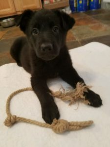 german-shepherd-black-female-puppy-sold-6-weeks-old