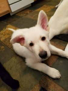 German Shepherd Puppy for Sale 8 week old female white