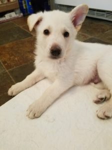 german-shepherd-white-male-puppy3-for-sale-6-weeks-old