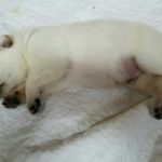 white-male-german-shepherd-puppy-for-sale-2