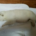 white-male-german-shepherd-puppy-for-sale-3