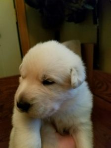 White female puppy for sale