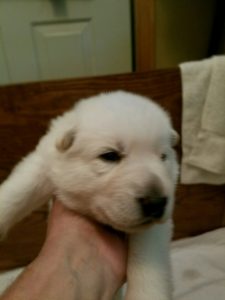 White male puppy #1 for sale