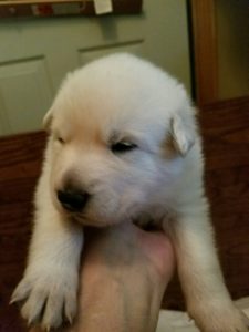 White male puppy #2 for sale