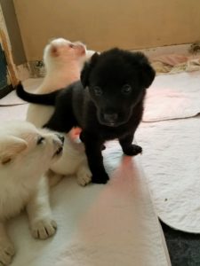 burgin-snowcloud-german-shepherd-puppy-4-weeks-old-female-black-for-sale