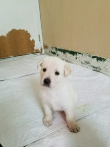 german-shepherd-puppy-4-weeks-old-female-white-for-sale