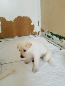 german-shepherd-puppy-4-weeks-old-male2-white-for-sale