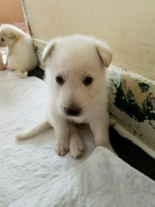 german-shepherd-puppy-4-weeks-old-male3-white-for-sal