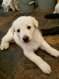 snowcloud-german-shepherd-white-female-puppy-for-sale