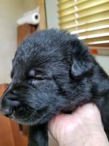 Burgin Snowcloud Shepherd Puppy for sale all black female