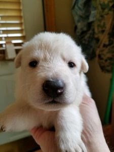 Snowcloud Shepherd Puppy for sale white female 1