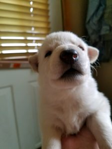 Snowcloud Shepherd Puppy for sale white female 3