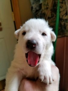 Snowcloud Shepherd Puppy for sale white male 2