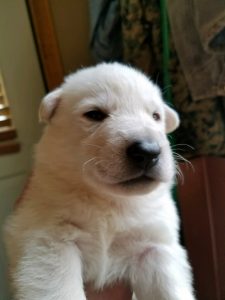 Snowcloud Shepherd Puppy for sale white male 1