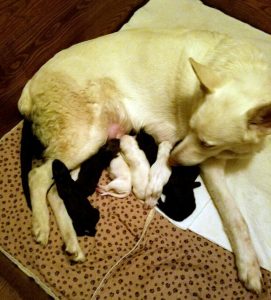 Shiloh and one day old Snowcloud German Shepherd Puppies