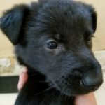 German Shepherd Black Male-with white spot 5 weeks old for sale